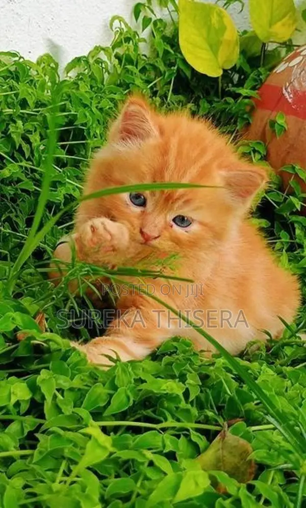 Persian Kittens