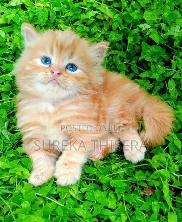 Persian Kittens