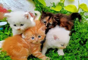 Persian Kittens