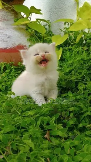 Persian Kittens