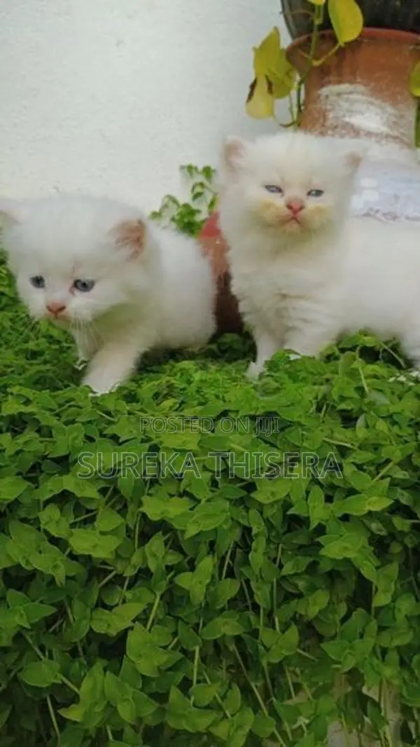 Persian Kittens