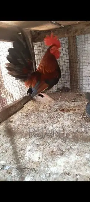 OEG Rooster