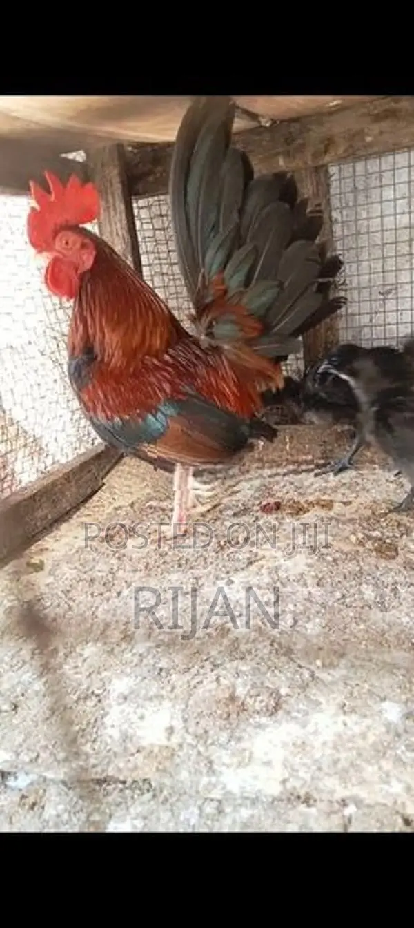 OEG Rooster