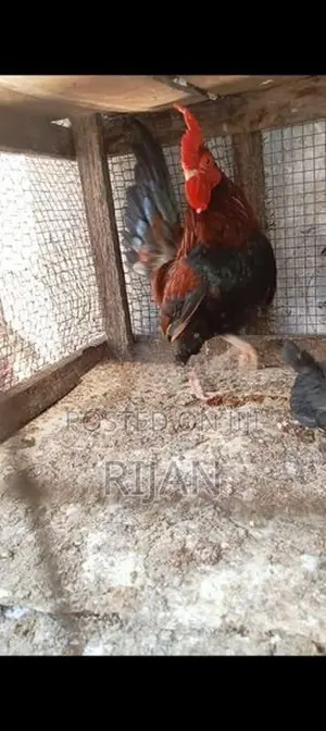 OEG Rooster