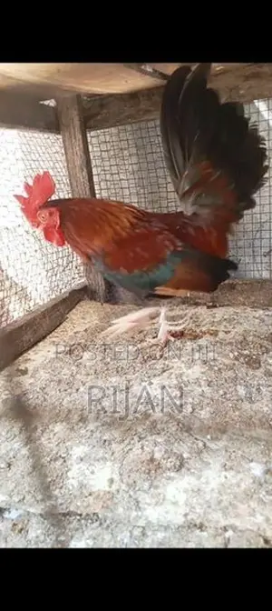 OEG Rooster