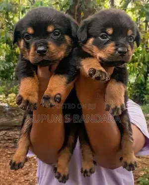 Rottweiler Puppies