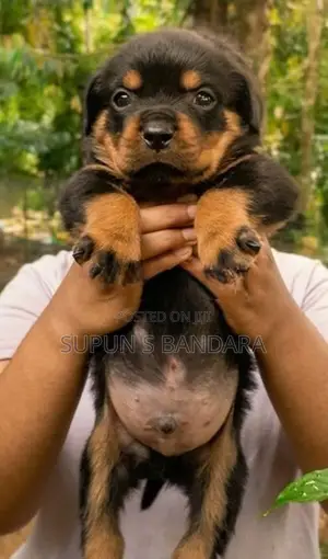 Rottweiler Puppies