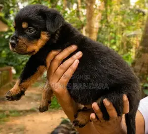 Rottweiler Puppies
