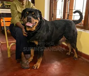 Rottweiler Puppies
