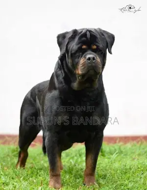 Rottweiler Puppies