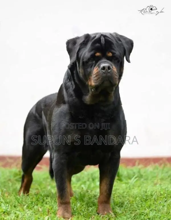 Rottweiler Puppies