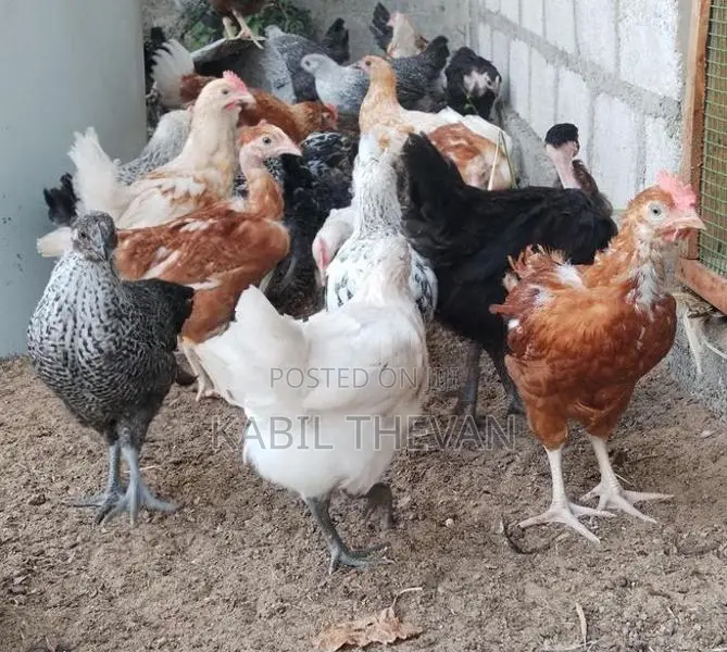 நாட்டுக் கோழிக் குஞ்சுகள்