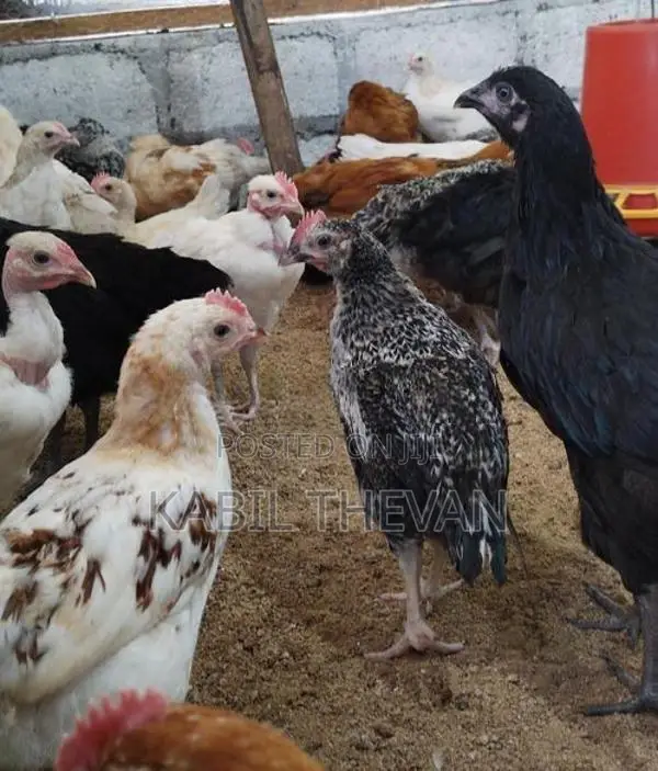 நாட்டுக் கோழிக் குஞ்சுகள்