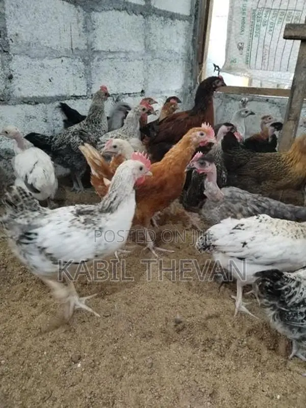 நாட்டுக் கோழிக் குஞ்சுகள்