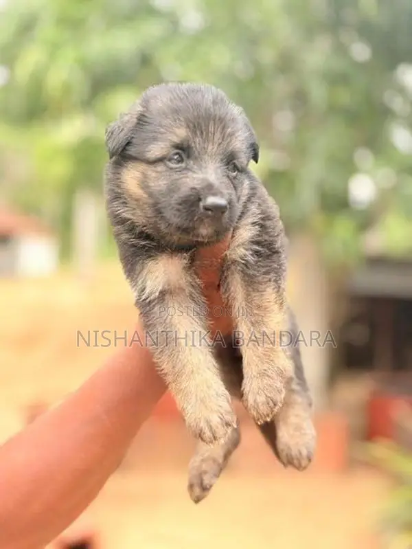 German Shepherd Baby Puppy