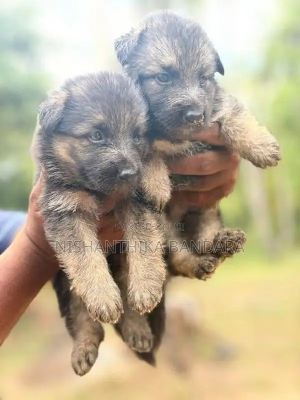 German Shepherd Baby Puppy