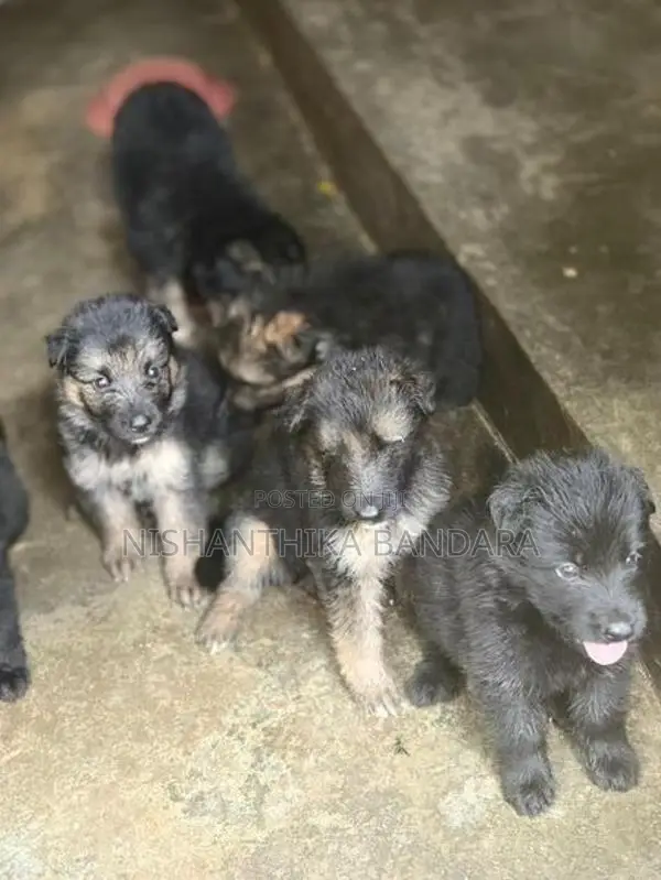 German Shepherd Baby Puppy