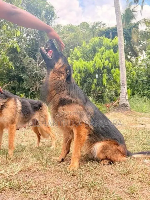 German Shepherd Baby Puppy