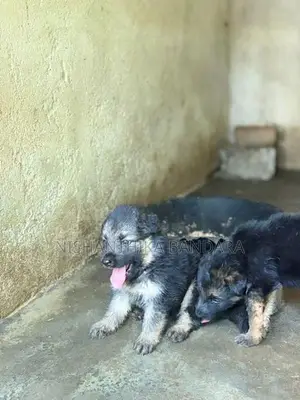 German Shepherd Baby Puppy