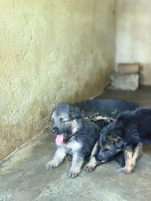 German Shepherd Baby Puppy