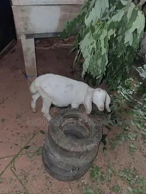 Male Goat