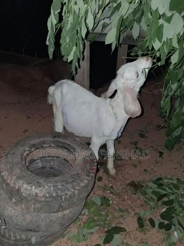 Male Goat