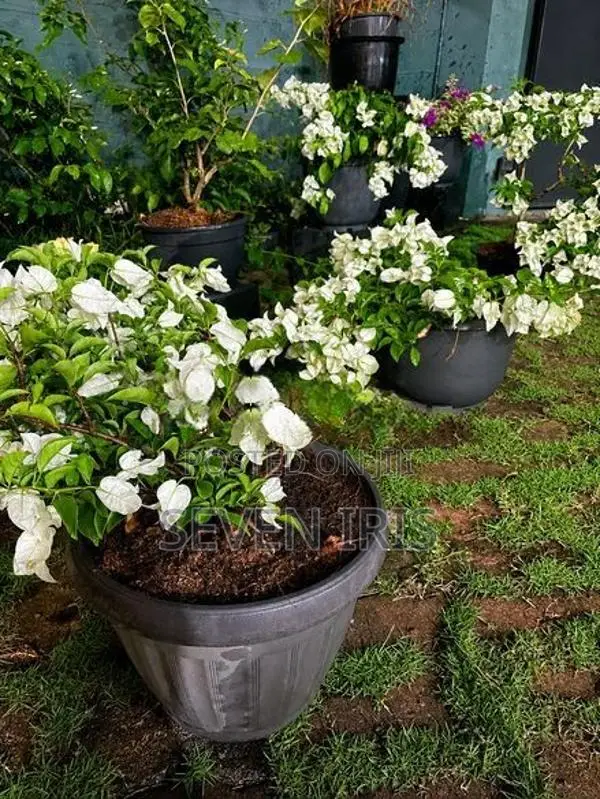 Bougainvillea
