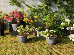 Bougainvillea