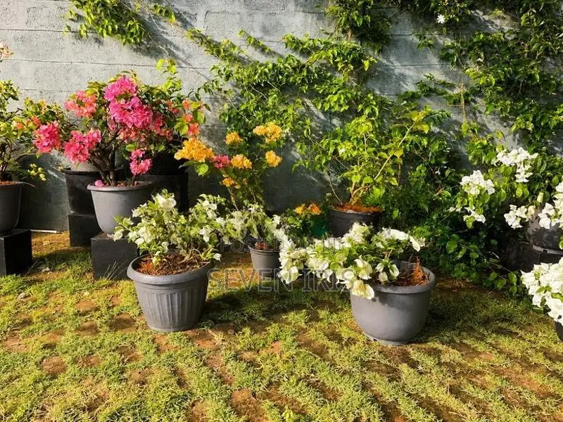 Bougainvillea