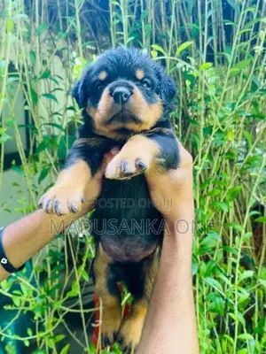 Rottweiler Puppy