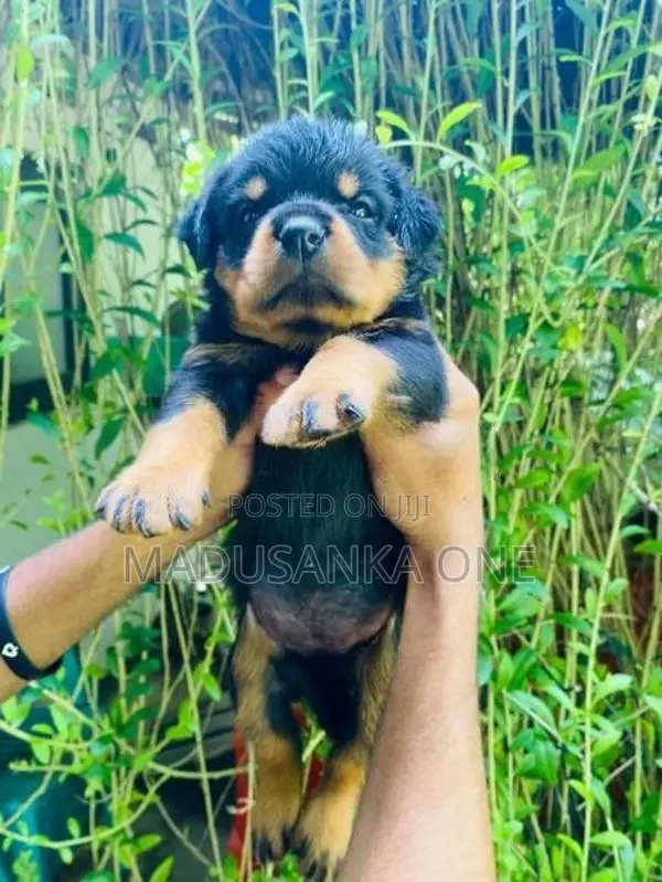 Rottweiler Puppy