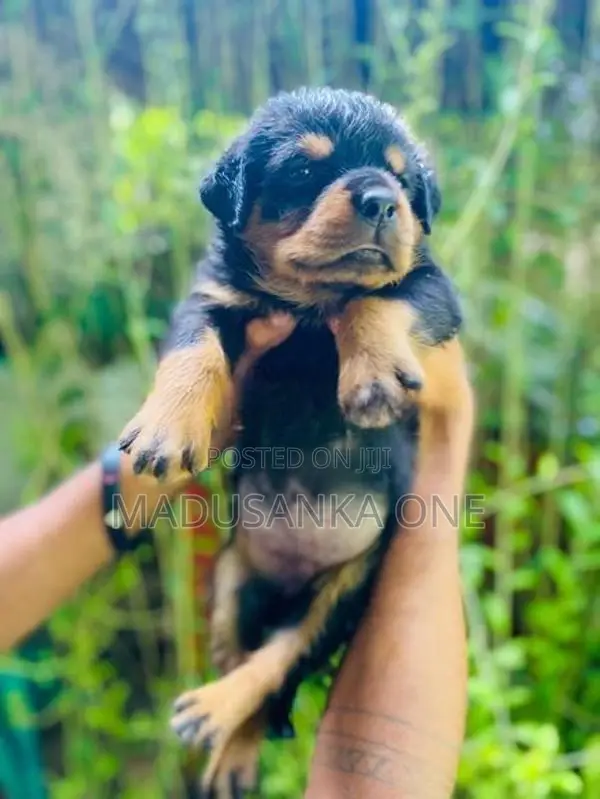 Rottweiler Puppy