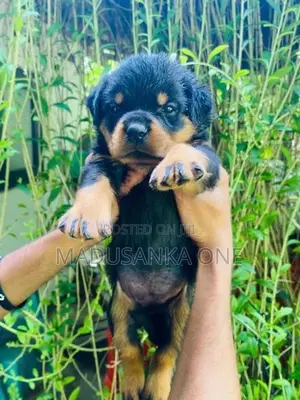 Rottweiler Puppy
