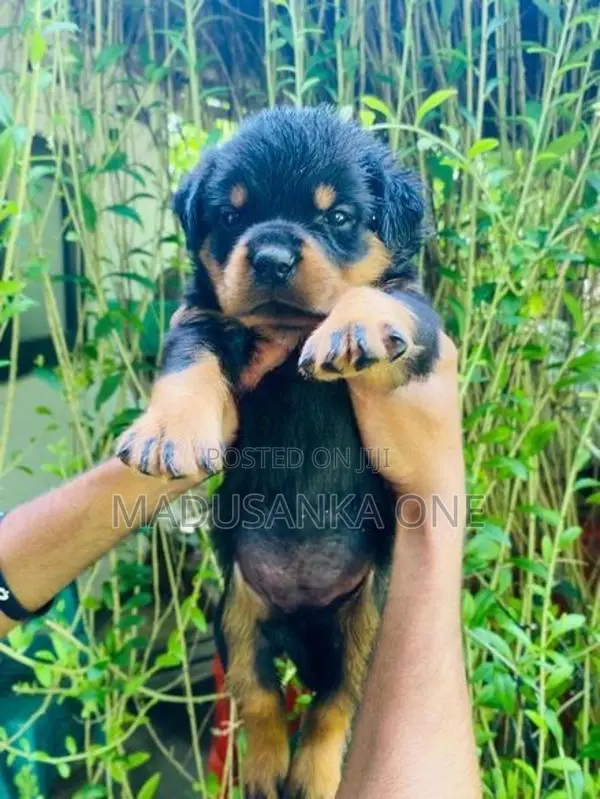 Rottweiler Puppy