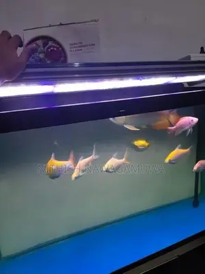Aluminium Fish Tank