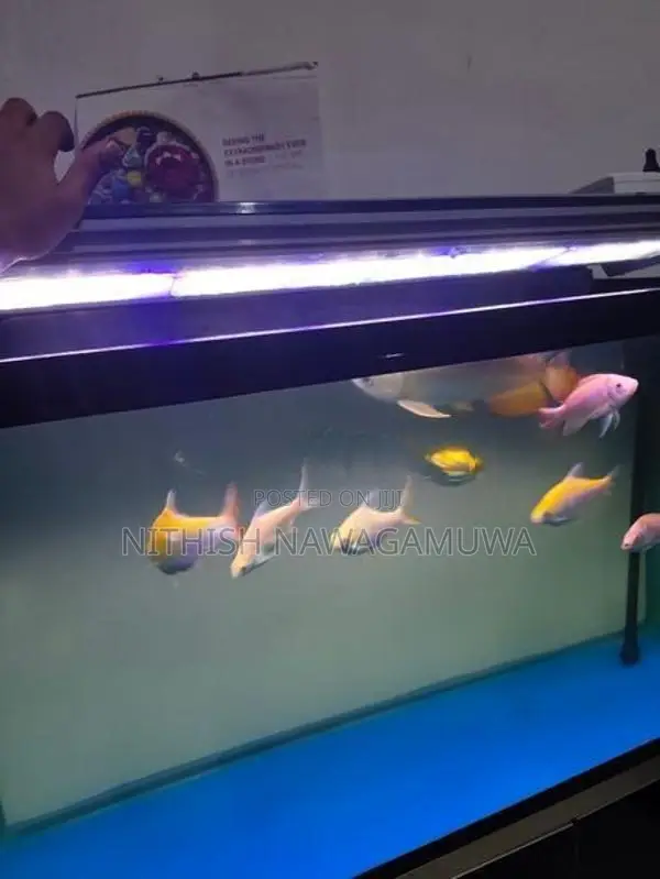 Aluminium Fish Tank