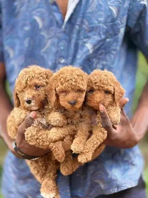 Poodle Dog