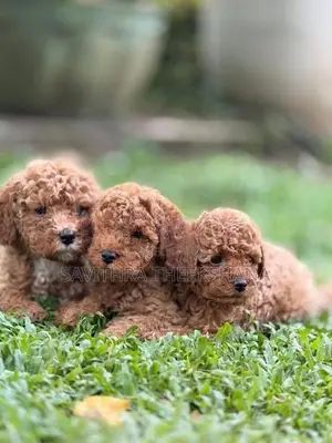 Poodle Dog
