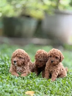 Poodle Dog