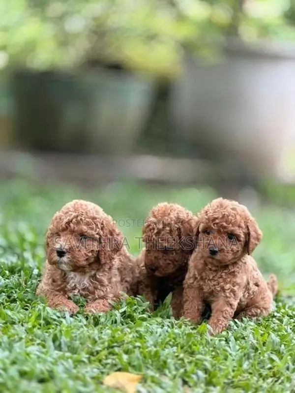 Poodle Dog