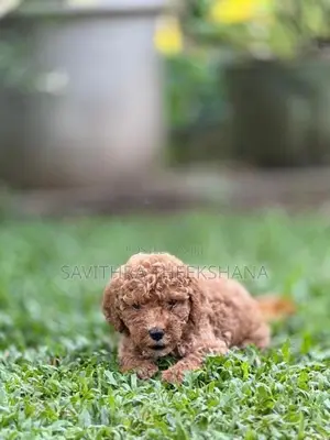 Poodle Dog