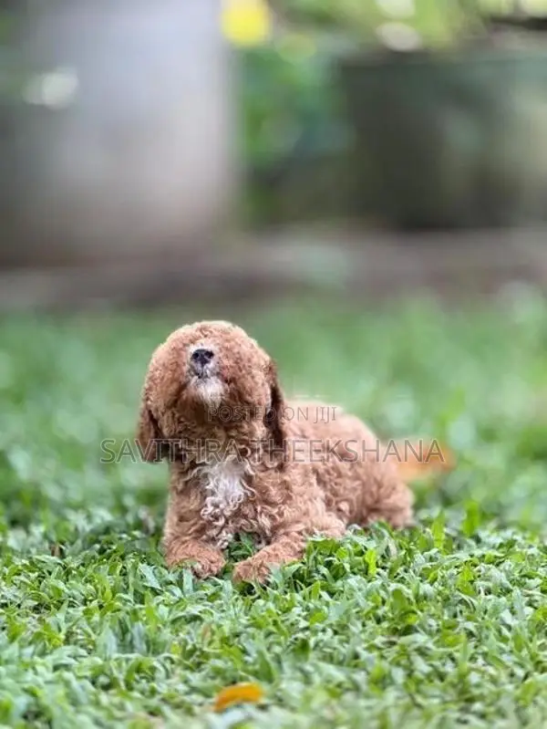 Poodle Dog