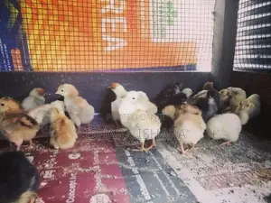 ගම් කුකුළු පැටව්