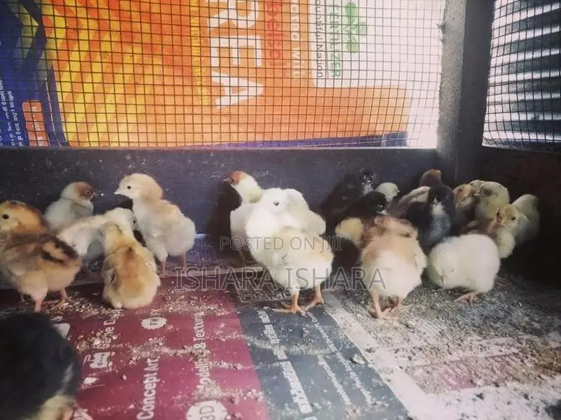 ගම් කුකුළු පැටව්