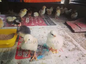 ගම් කුකුළු පැටව්