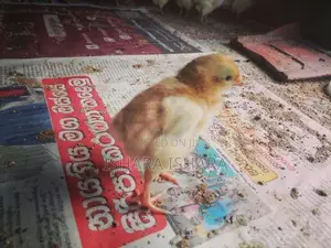 ගම් කුකුළු පැටව්