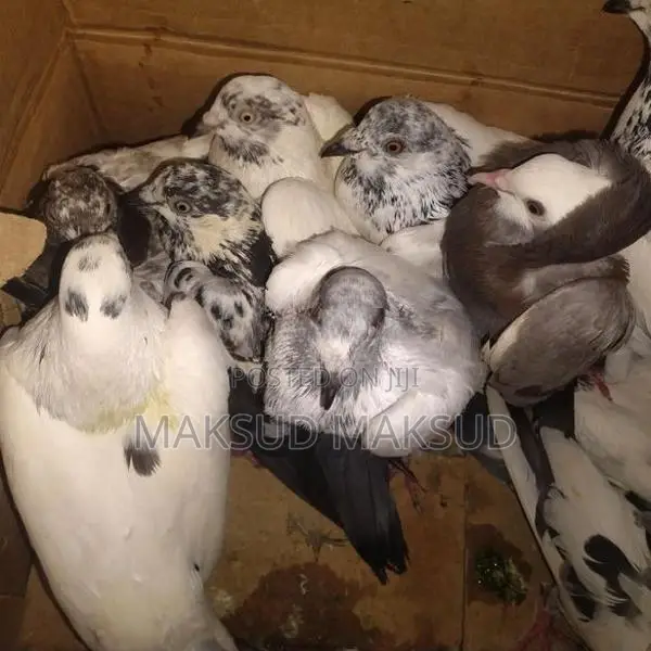 Pigeons