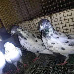 Pigeons