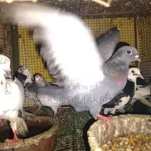 Pigeons