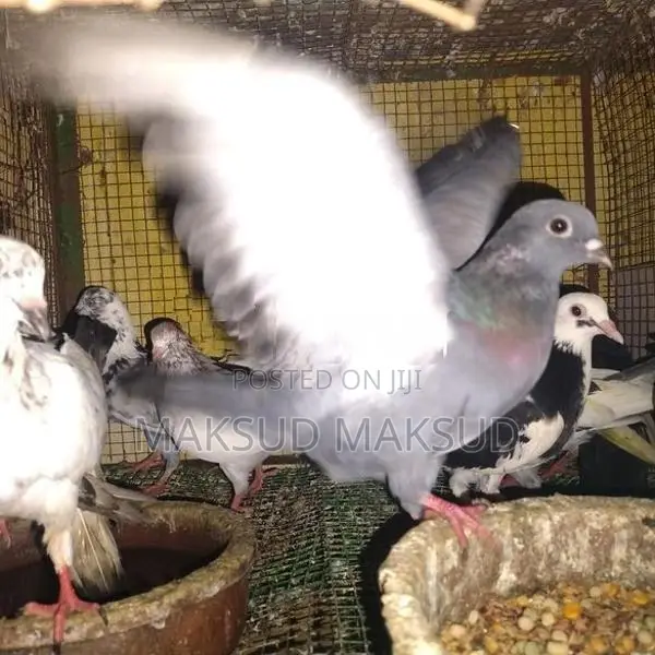 Pigeons